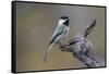 Carolina chickadee, Winter, Kentucky-Adam Jones-Framed Stretched Canvas