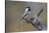 Carolina chickadee, Winter, Kentucky-Adam Jones-Stretched Canvas