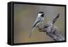 Carolina chickadee, Winter, Kentucky-Adam Jones-Framed Stretched Canvas