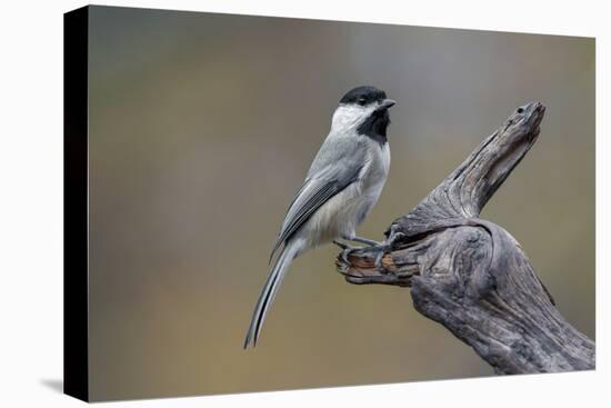 Carolina chickadee, Winter, Kentucky-Adam Jones-Stretched Canvas