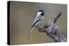 Carolina chickadee, Winter, Kentucky-Adam Jones-Stretched Canvas