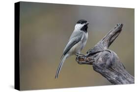 Carolina chickadee, Winter, Kentucky-Adam Jones-Stretched Canvas