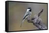 Carolina chickadee, Winter, Kentucky-Adam Jones-Framed Stretched Canvas