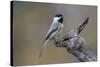 Carolina chickadee, Winter, Kentucky-Adam Jones-Stretched Canvas