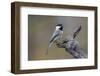 Carolina chickadee, Winter, Kentucky-Adam Jones-Framed Photographic Print