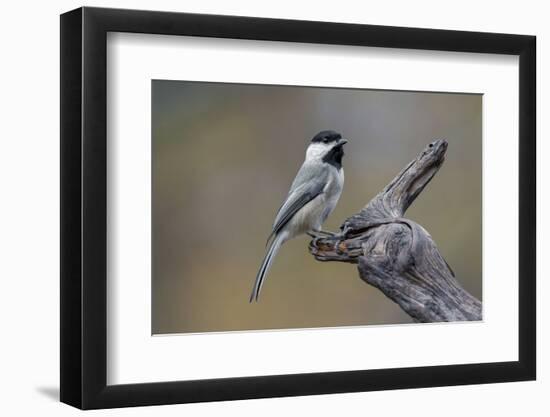 Carolina chickadee, Winter, Kentucky-Adam Jones-Framed Photographic Print