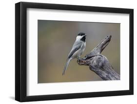 Carolina chickadee, Winter, Kentucky-Adam Jones-Framed Photographic Print