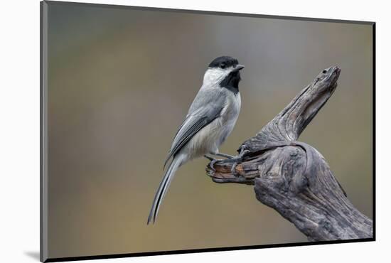 Carolina chickadee, Winter, Kentucky-Adam Jones-Mounted Photographic Print