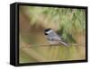 Carolina Chickadee-Gary Carter-Framed Stretched Canvas