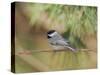 Carolina Chickadee-Gary Carter-Stretched Canvas