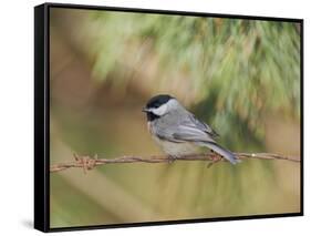 Carolina Chickadee-Gary Carter-Framed Stretched Canvas