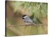 Carolina Chickadee-Gary Carter-Stretched Canvas