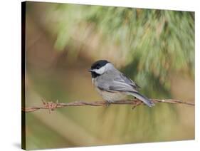 Carolina Chickadee-Gary Carter-Stretched Canvas