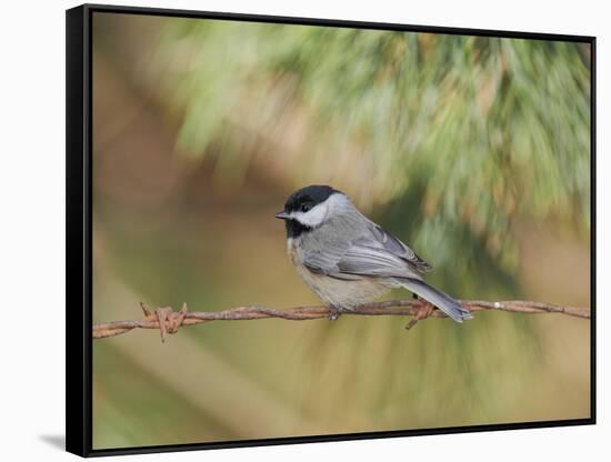 Carolina Chickadee-Gary Carter-Framed Stretched Canvas