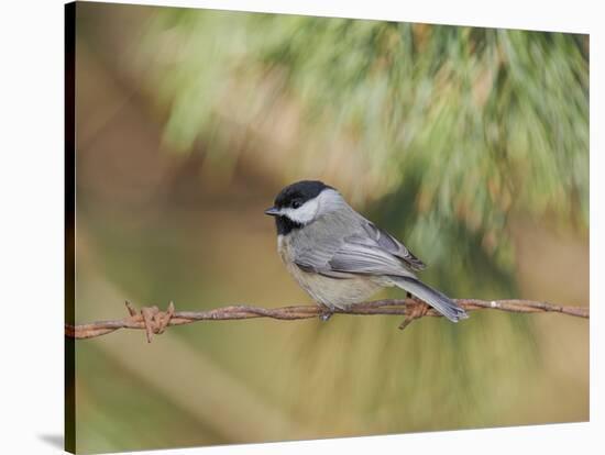 Carolina Chickadee-Gary Carter-Stretched Canvas