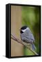 Carolina Chickadee-Gary Carter-Framed Stretched Canvas