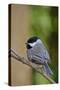 Carolina Chickadee-Gary Carter-Stretched Canvas