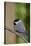 Carolina Chickadee-Gary Carter-Stretched Canvas