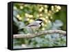 Carolina Chickadee-Gary Carter-Framed Stretched Canvas