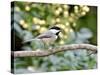 Carolina Chickadee-Gary Carter-Stretched Canvas