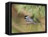 Carolina Chickadee-Gary Carter-Framed Stretched Canvas