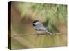 Carolina Chickadee-Gary Carter-Stretched Canvas