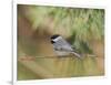 Carolina Chickadee-Gary Carter-Framed Photographic Print