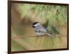 Carolina Chickadee-Gary Carter-Framed Photographic Print