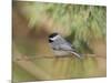 Carolina Chickadee-Gary Carter-Mounted Photographic Print