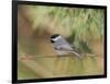 Carolina Chickadee-Gary Carter-Framed Photographic Print