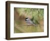 Carolina Chickadee-Gary Carter-Framed Photographic Print