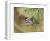 Carolina Chickadee-Gary Carter-Framed Photographic Print