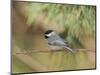 Carolina Chickadee-Gary Carter-Mounted Photographic Print