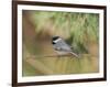 Carolina Chickadee-Gary Carter-Framed Photographic Print