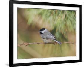 Carolina Chickadee-Gary Carter-Framed Photographic Print