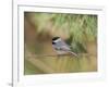 Carolina Chickadee-Gary Carter-Framed Photographic Print