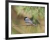 Carolina Chickadee-Gary Carter-Framed Photographic Print