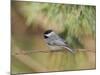 Carolina Chickadee-Gary Carter-Mounted Photographic Print