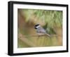 Carolina Chickadee-Gary Carter-Framed Photographic Print