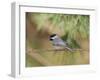 Carolina Chickadee-Gary Carter-Framed Photographic Print