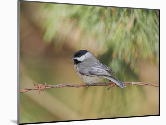 Carolina Chickadee-Gary Carter-Mounted Photographic Print