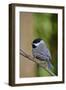 Carolina Chickadee-Gary Carter-Framed Photographic Print