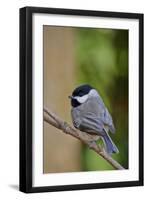 Carolina Chickadee-Gary Carter-Framed Photographic Print