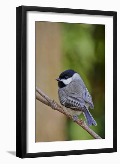 Carolina Chickadee-Gary Carter-Framed Photographic Print