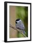 Carolina Chickadee-Gary Carter-Framed Photographic Print