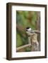 Carolina Chickadee-Gary Carter-Framed Photographic Print