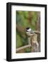 Carolina Chickadee-Gary Carter-Framed Photographic Print