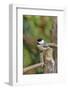 Carolina Chickadee-Gary Carter-Framed Photographic Print