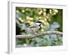 Carolina Chickadee-Gary Carter-Framed Photographic Print