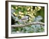 Carolina Chickadee-Gary Carter-Framed Photographic Print